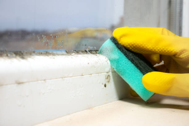 Professional Mold Remediation in Aquebogue, NY