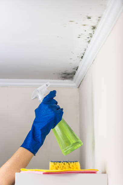 Best Basement Mold Remediation in Aquebogue, NY